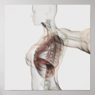 Póster ideia 3D do sistema respiratório fêmea 2