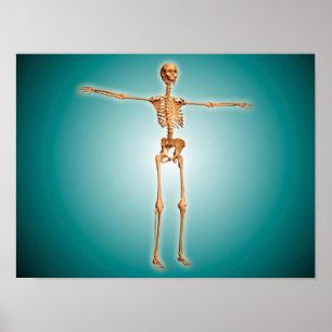Póster Ideia de perspectiva do sistema esqueletal humano