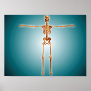 Poster Ideia dianteira do sistema esqueletal humano