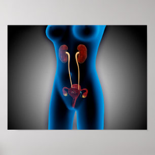 Póster Ideia do raio X do corpo fêmea com reprodutivo