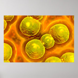 Póster Ideia microscópica da clamídia