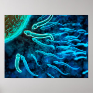 Póster Ideia microscópica da natação do esperma para o