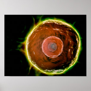 Póster Ideia microscópica das B-Pilhas humanas 2
