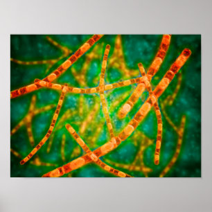 Póster Ideia microscópica do antraz 2