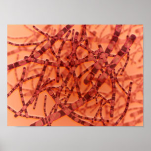 Poster Ideia microscópica do antraz 3