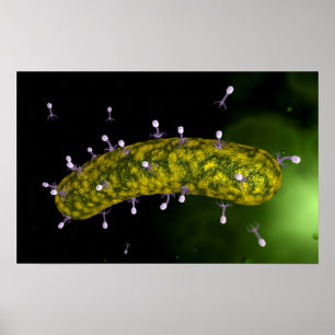 Póster Ideia microscópica do ataque do bacteriófago