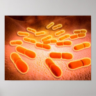 Póster Ideia microscópica do Listeria Monocytogenes 1