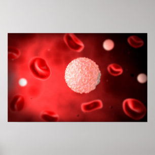 Poster Ideia microscópica dos glóbulos brancos