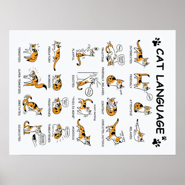 Poster Idioma de Gato, Gatinho Gato Engraçado, Ideia de G (Frente)