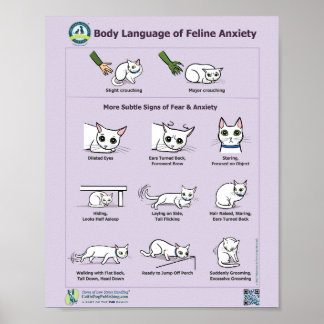 Poster Idioma do Corpo da Ansiedade Felina