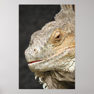 Póster iguana