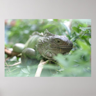 Póster Iguana
