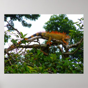 Poster Iguana alaranjada