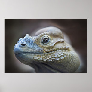 POSTER IGUANA DE RHINOCERUS, CARIBE