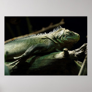 Póster Iguana delicatissima