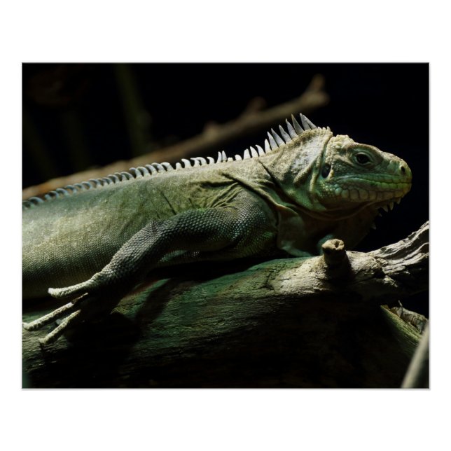 Póster Iguana delicatissima (Frente)