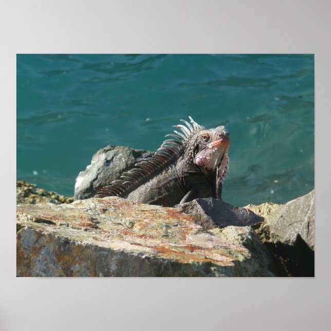 Póster Iguana em St. Thomas (Frente)