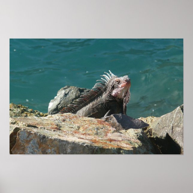 Póster Iguana em St. Thomas (Frente)