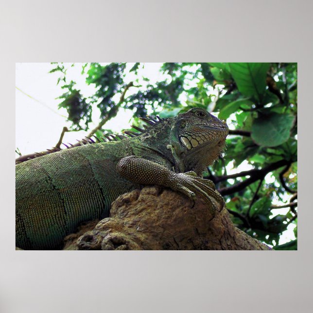 Poster Iguana em uma árvore (Frente)