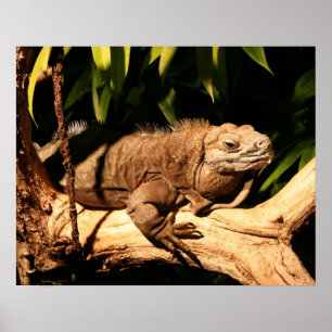 Póster Iguana jamaicana psta em perigo, collei de Cyclura
