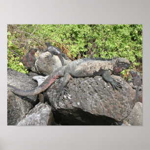 Poster Iguana marinha