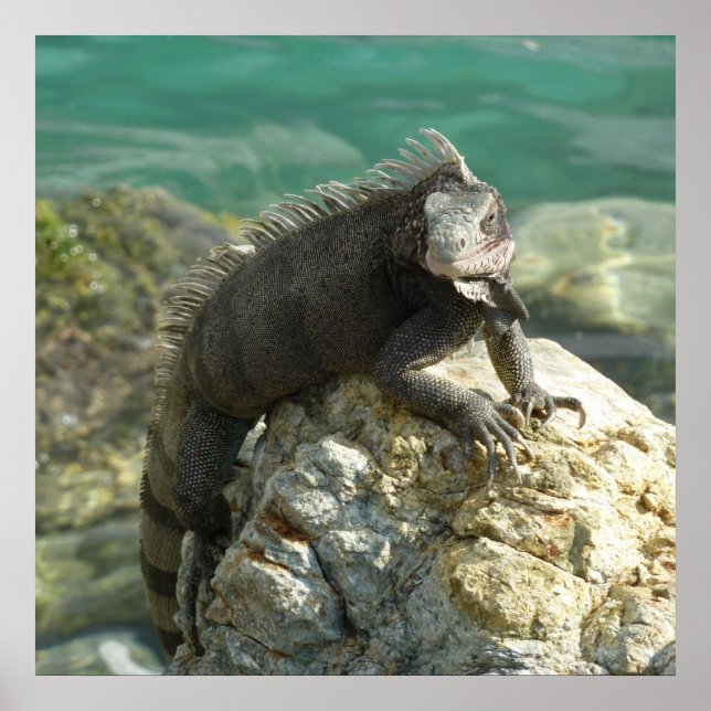 Poster Iguana nas Rochas em St. Thomas (Frente)