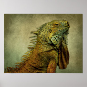 Poster Iguana verde