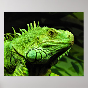Poster Iguana verde
