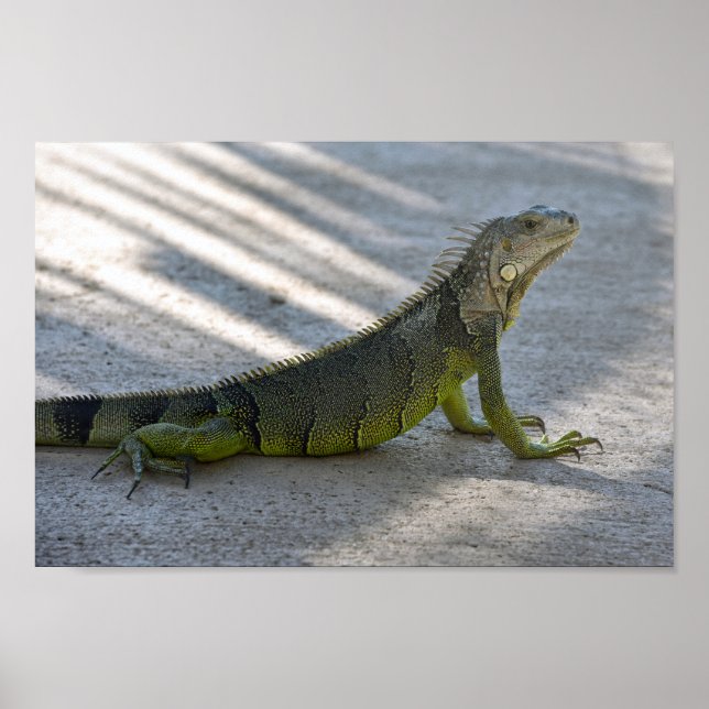 Poster Iguana Verde na Sombra de uma Palmeira (Frente)