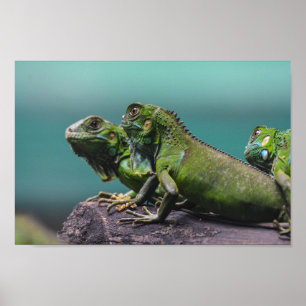 Poster Iguanas Verdes