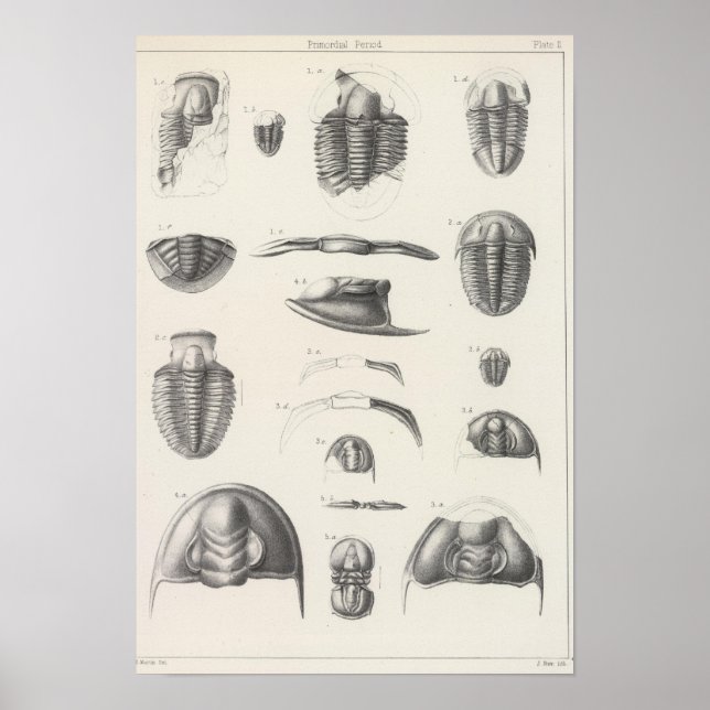 Poster II Período Primordial (Frente)