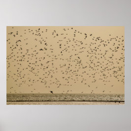 Poster Ilha das aves