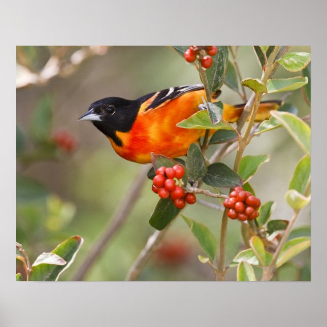 Poster Ilha de South Padre, Texas, EUA, Baltimore Oriole (Frente)
