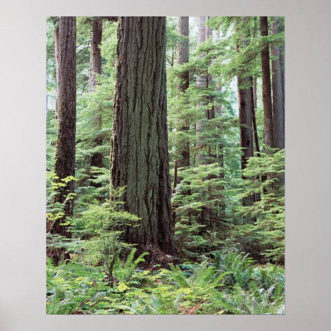 Póster Ilha de Vancouver, Parque Provincial MacMillan 1 (Frente)