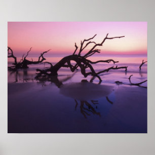 Póster Ilha GA Jekyll, Cemitério de árvores na praia em