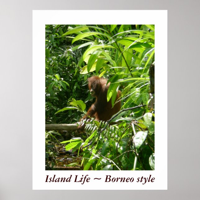 Poster Ilha Life ~ Estilo Borneo (Frente)