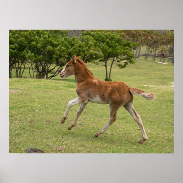 Poster Ilha páscoa Rapa Nui (Frente)