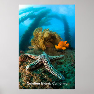 Póster Ilha subaquática de Catalina, Califórnia