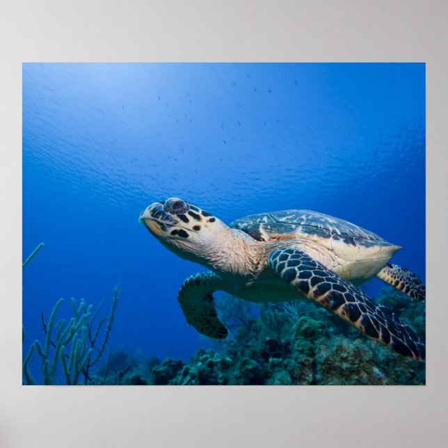 Póster Ilhas Cayman, Ilha Little Cayman, Submarino 2 (Frente)