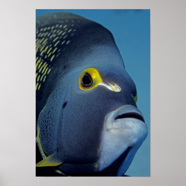 Póster Ilhas Cayman, Peixe-anjo-francês Pomacanthus (Frente)