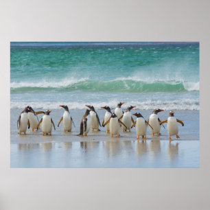 Póster Ilhas Falkland. Ilha Saunders. Pinguim-gentoo