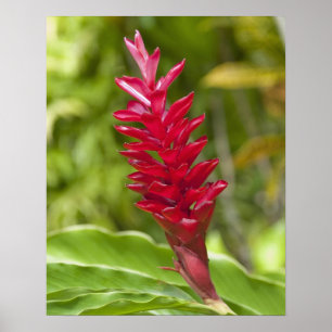 Póster Ilhas Fiji, Viti Levu. Flor.