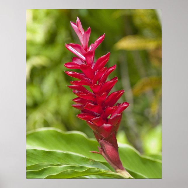 Póster Ilhas Fiji, Viti Levu. Flor. (Frente)