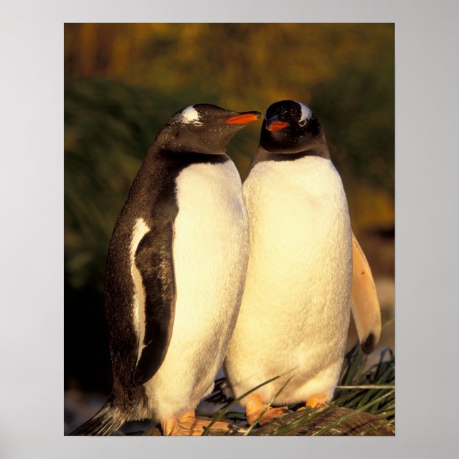 Póster Ilhas Malvinas. Gentoo Penguins. (Piroscelis) (Frente)