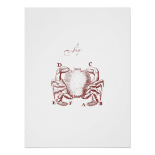 Póster Ilistração de Caranguejo Vintage