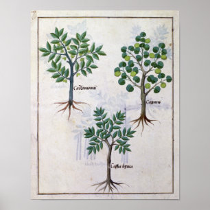Poster Illustration from the 'Book of Simple Medicines'