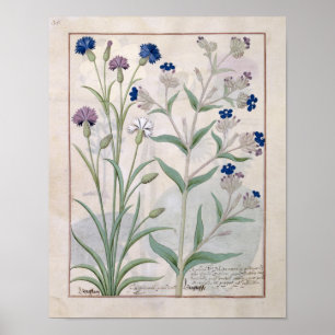 Póster Illustration from the 'Book of Simple Medicines' 3