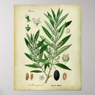 Poster Ilustração 2 botânica dos ramos de oliveira nã
