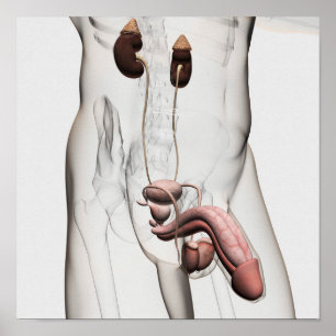 Poster Ilustração 3D Do Sistema De Reprodução Masculina 1