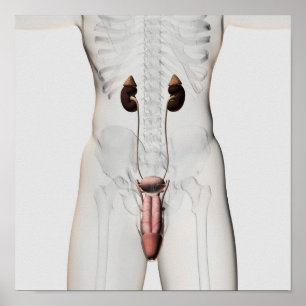 Póster Ilustração 3D Do Sistema De Reprodução Masculina 3